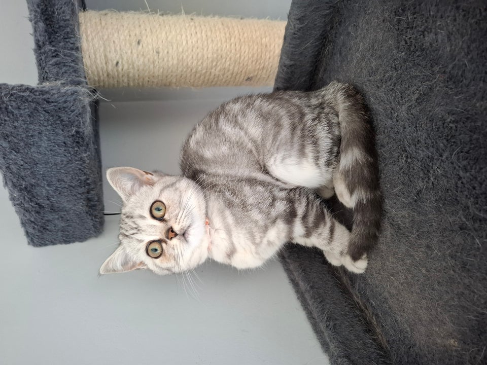 British Shorthair flere