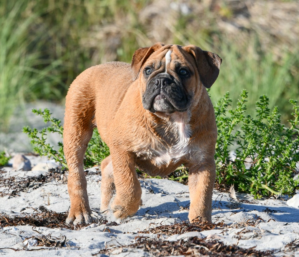 Old english bulldog tæve hvalp