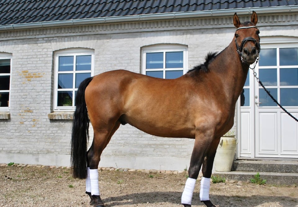 Dansk Sports Pony, vallak, 7 år