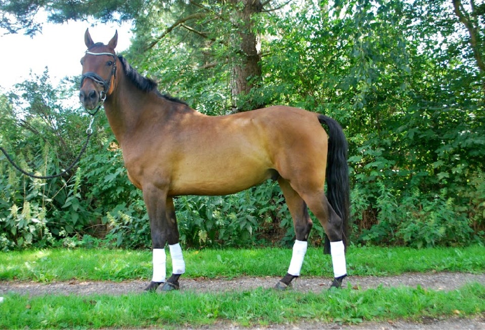 Dansk Sports Pony, vallak, 7 år