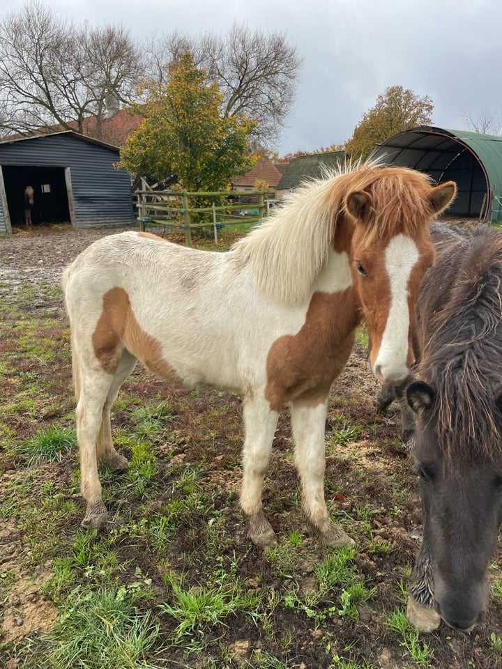 Islænder, hingst, 1 år