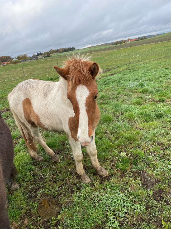 Islænder, hingst, 1 år