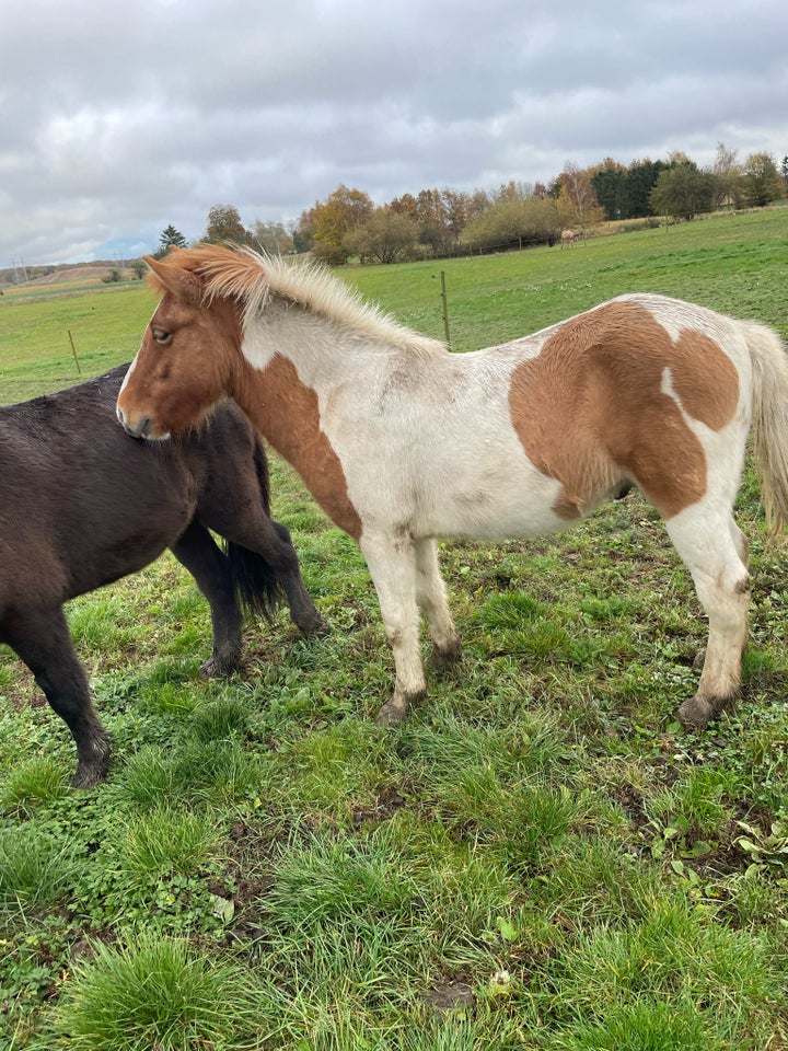 Islænder, hingst, 1 år