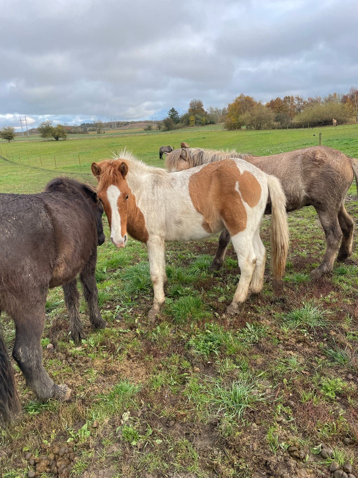 Islænder, hingst, 1 år