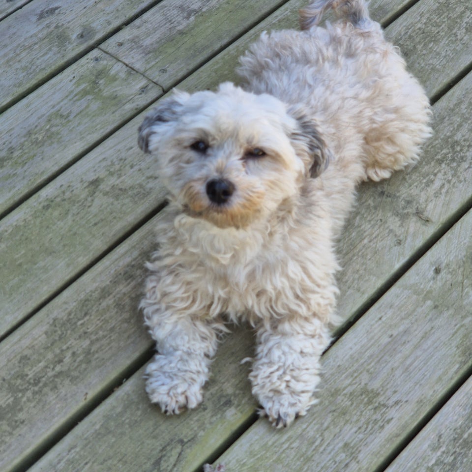 Bichon Havanias hund 4 år