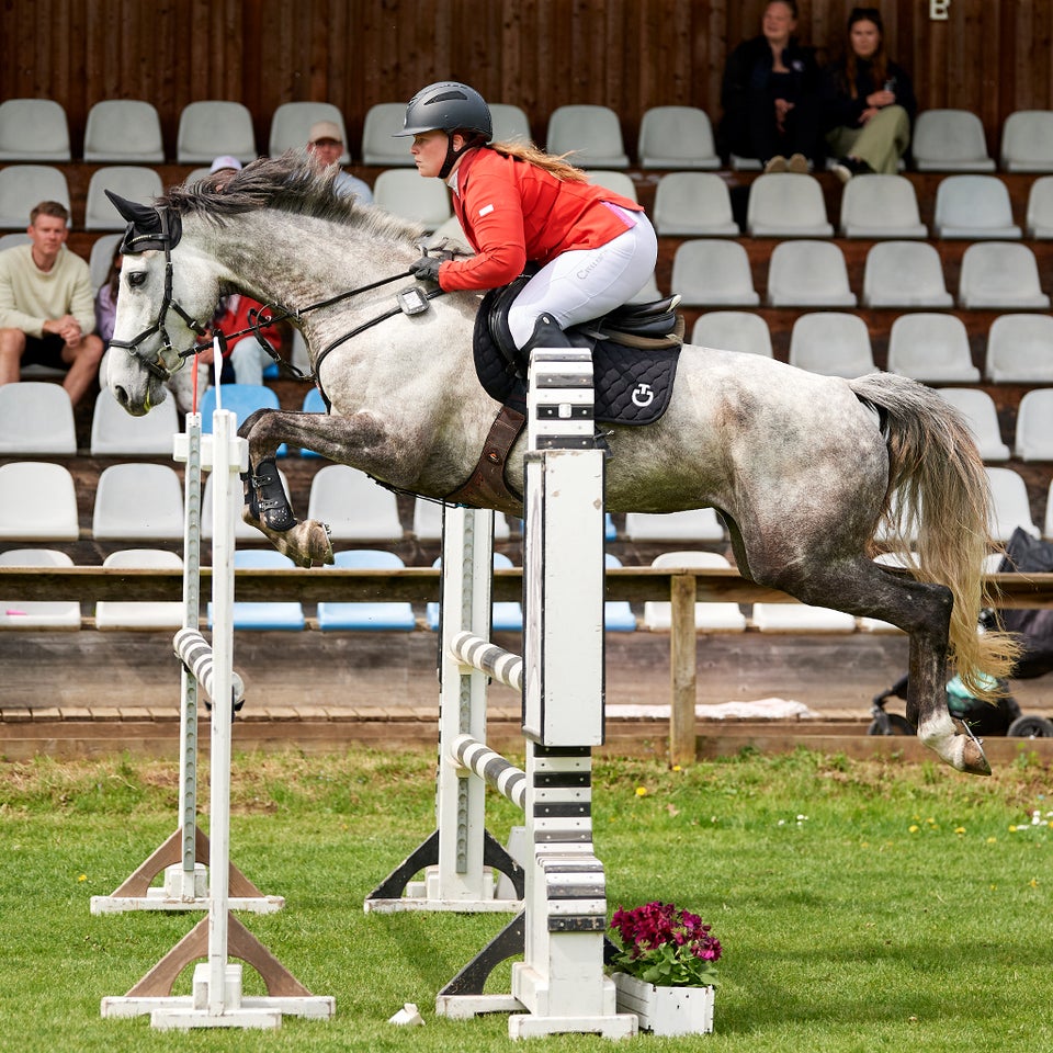 Dansk Varmblod hoppe 5 år