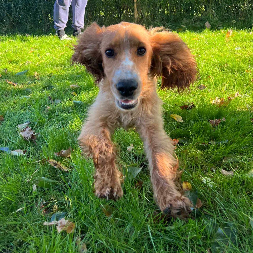 Engelsk cocker spaniel , hvalpe, 6