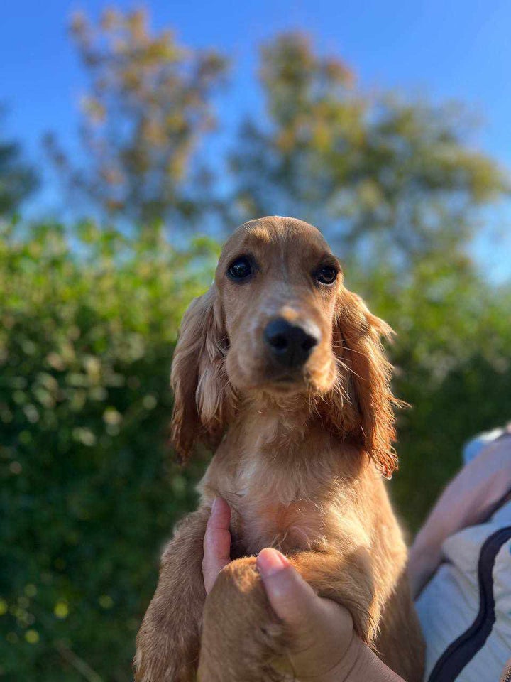 Engelsk cocker spaniel , hvalpe, 6