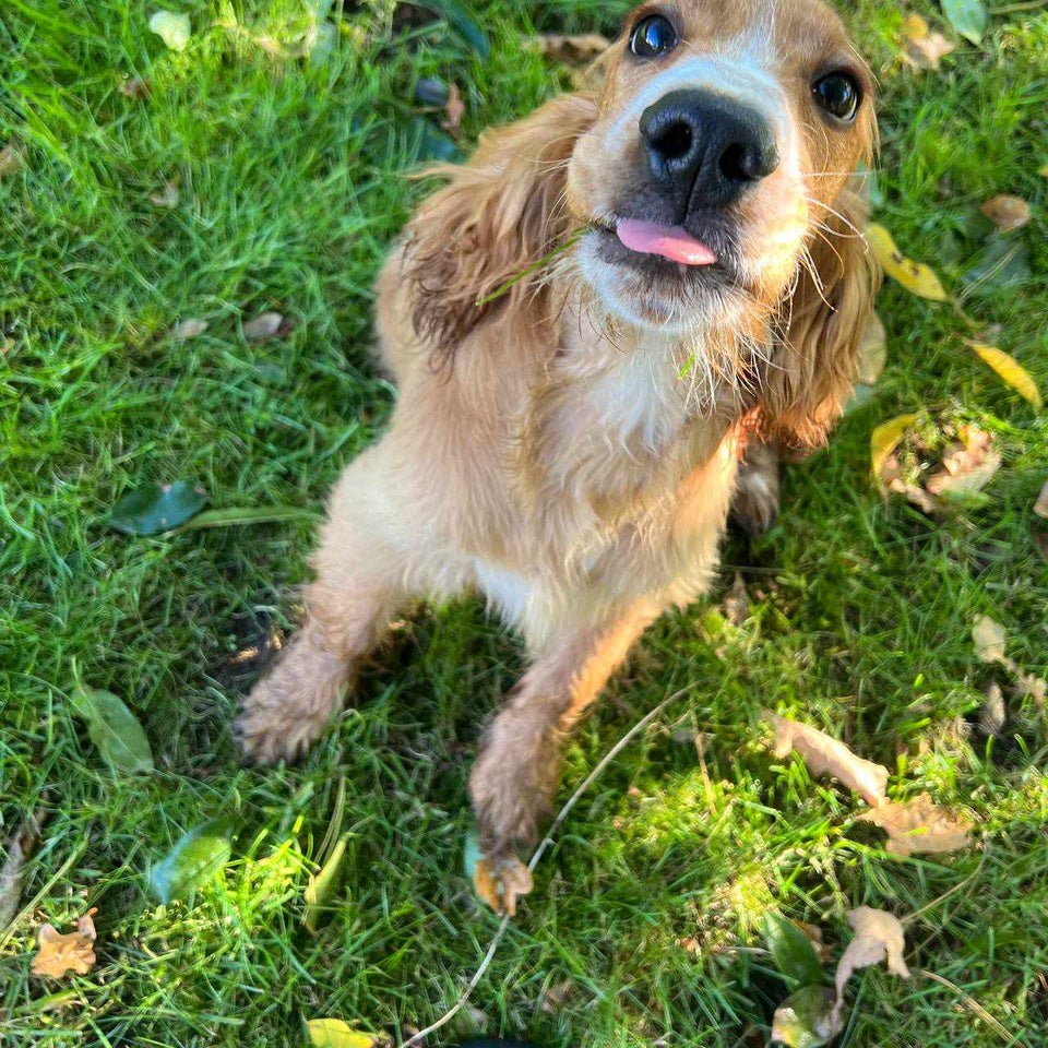 Engelsk cocker spaniel , hvalpe, 6