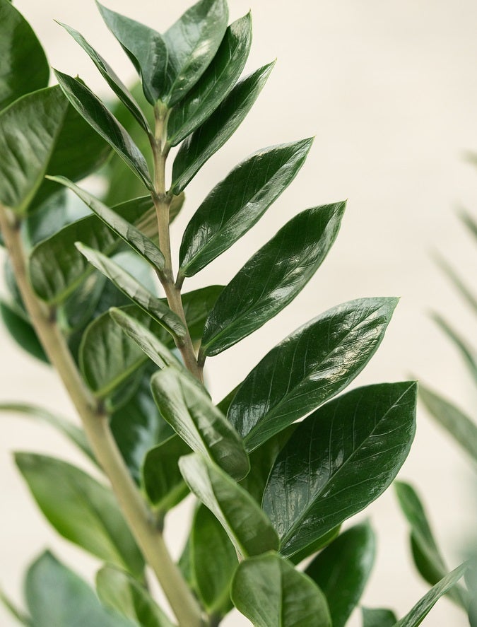 Potteplante Zamioculcas