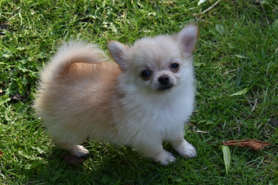 Pomeranian/chihuahua hvalpe 10