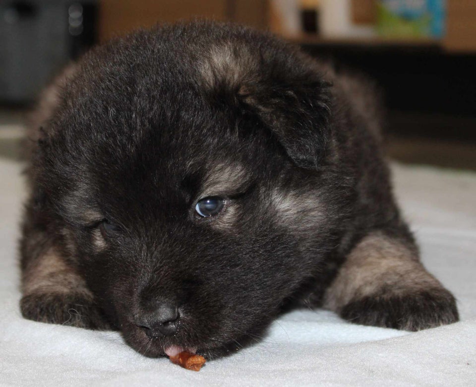 Hvalpepakke Eurasier Samojede