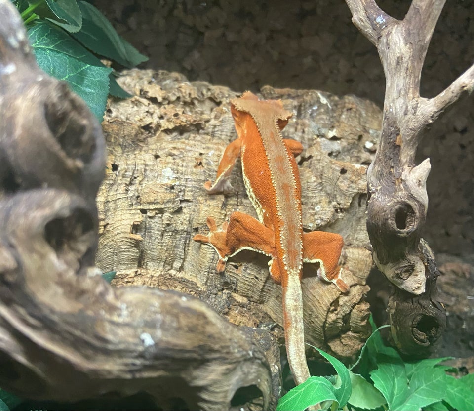 Gekko, Correlophus ciliatus