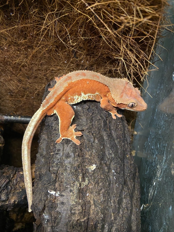 Gekko, Correlophus ciliatus