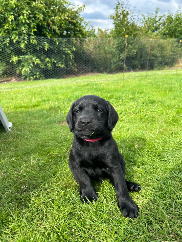 Puddel/ Labrador (Labradoodle) 