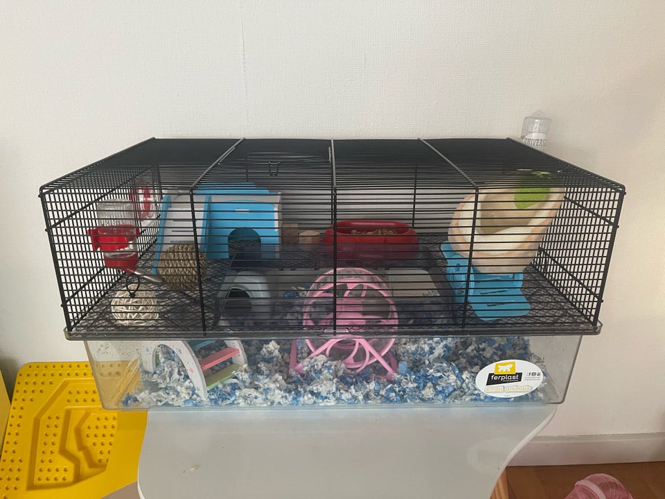 Hamster Dværghamster hvid 0 år