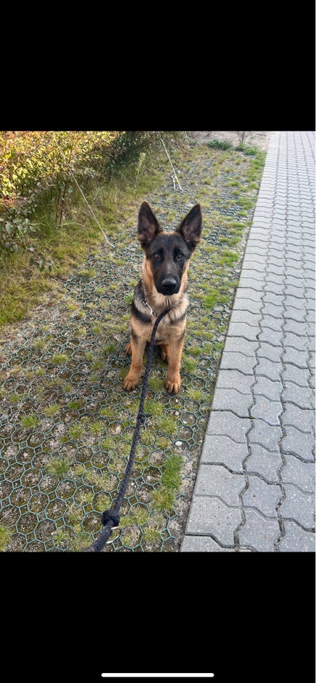 Schæfer/Malinois, hvalpe, 7 mdr.