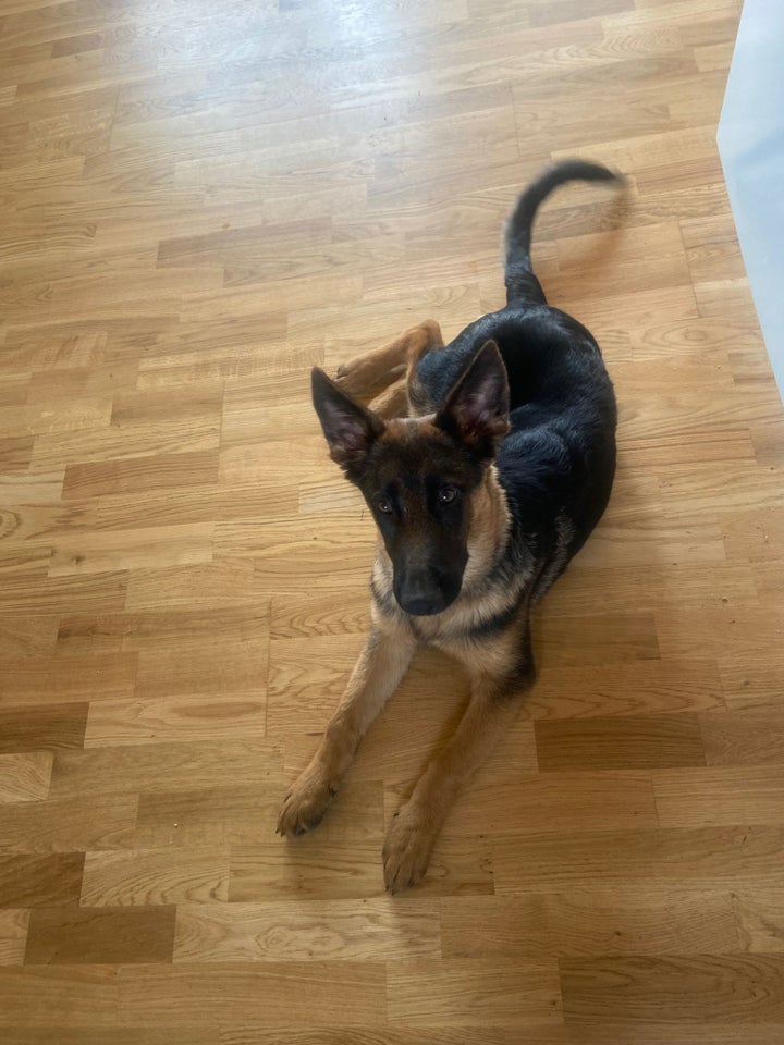 Schæfer/Malinois, hvalpe, 7 mdr.