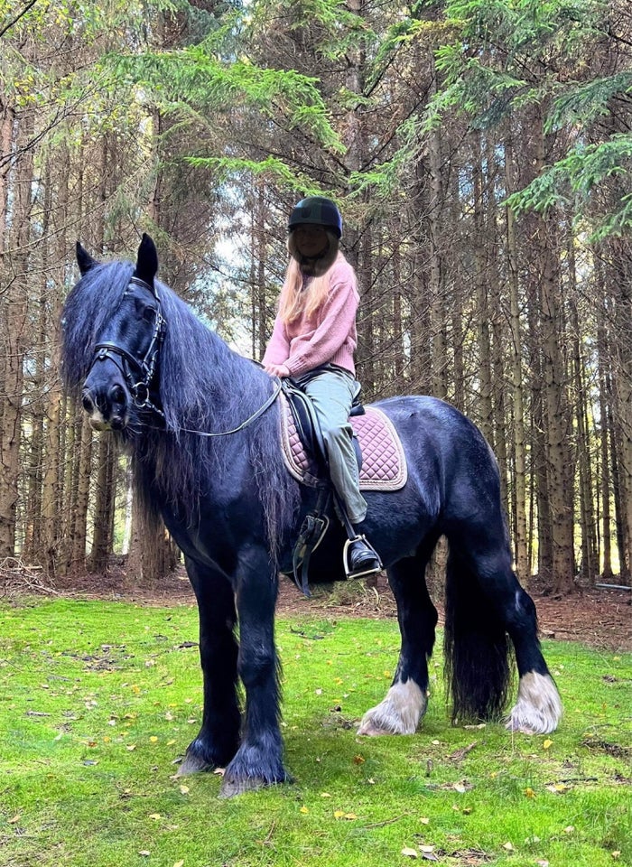 Irish Cob, vallak, 14 år