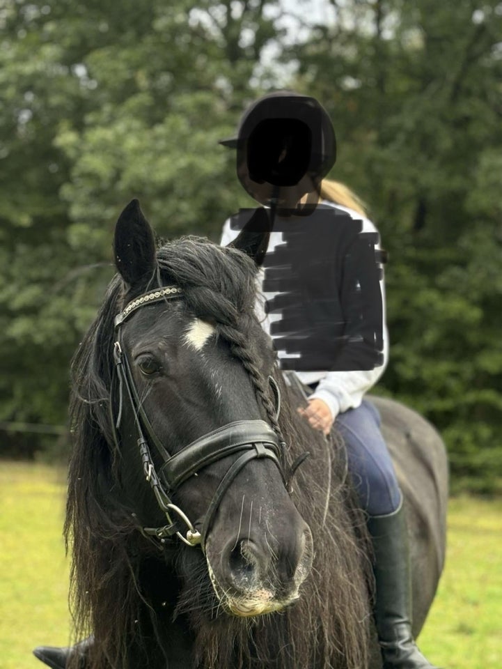 Irish Cob, vallak, 14 år