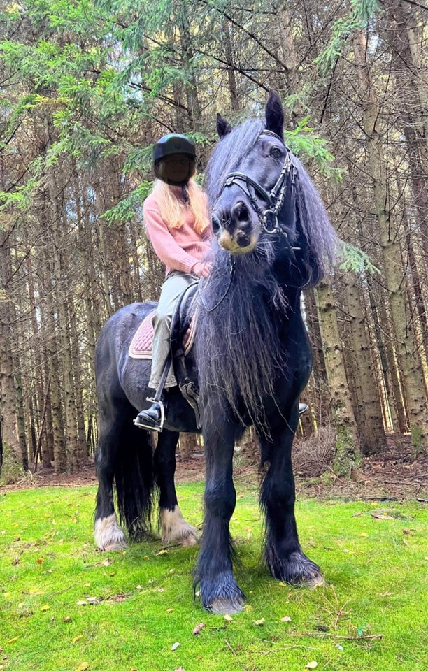 Irish Cob, vallak, 14 år