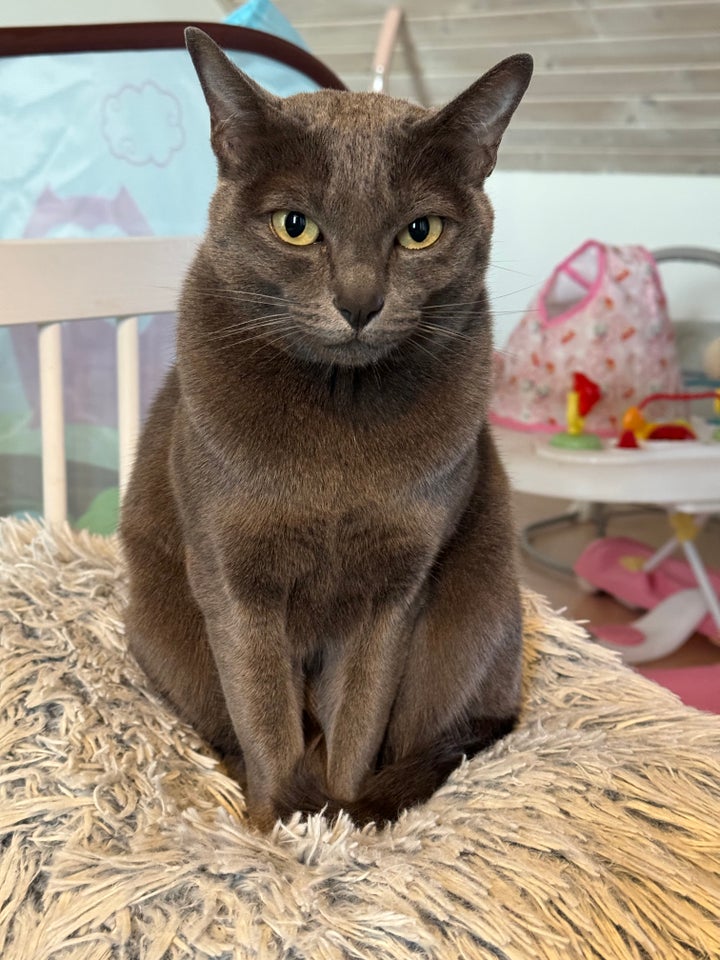 Hunkat, Korat, 5 år