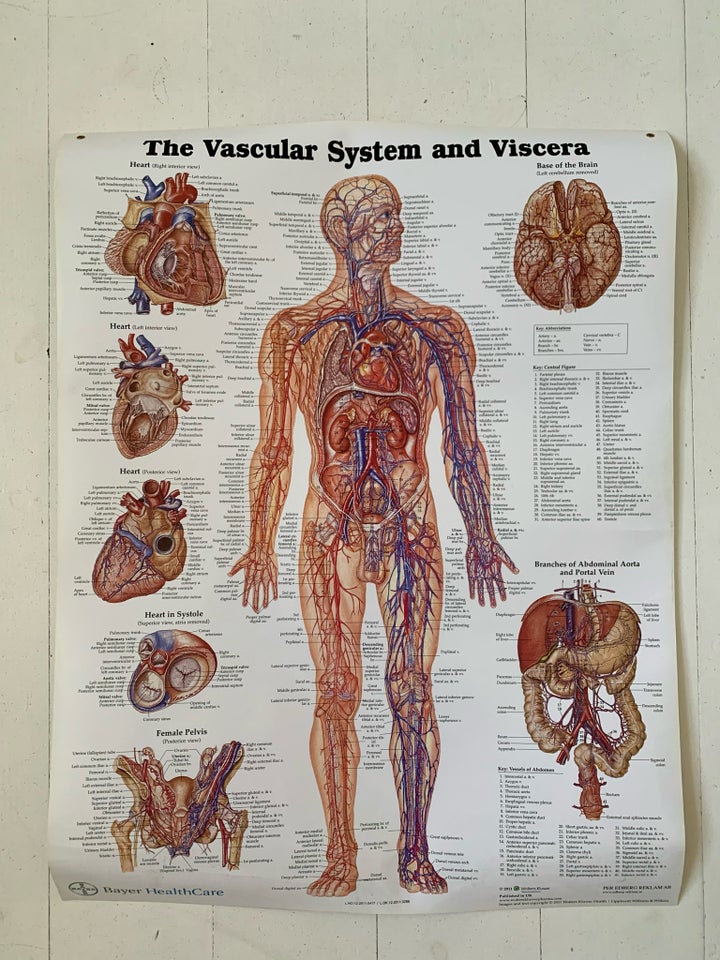 Plakat motiv: The vascular system