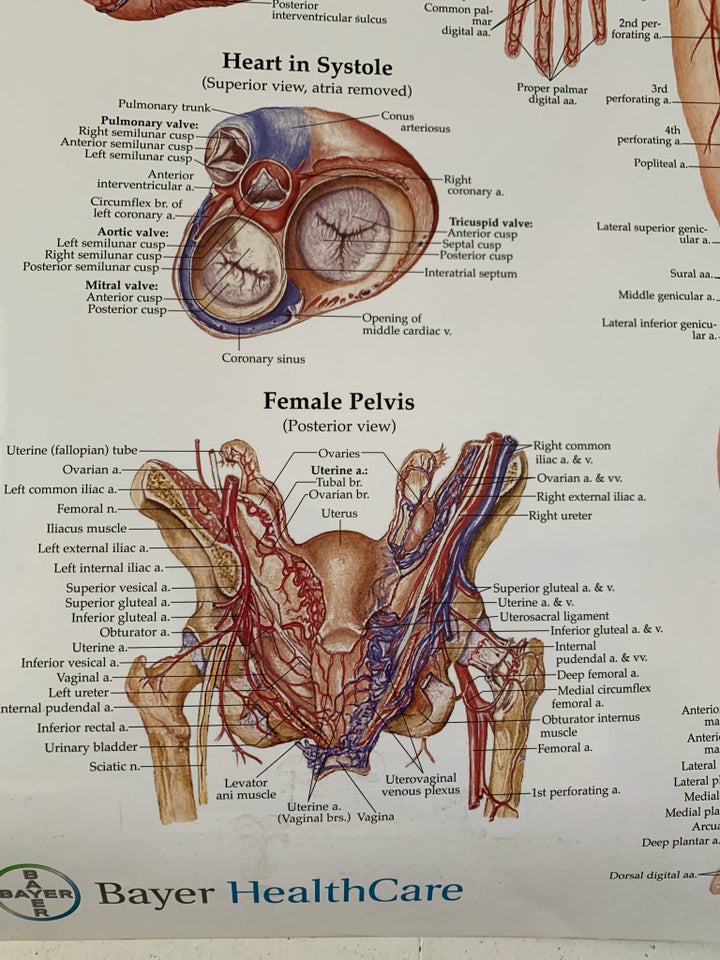 Plakat motiv: The vascular system