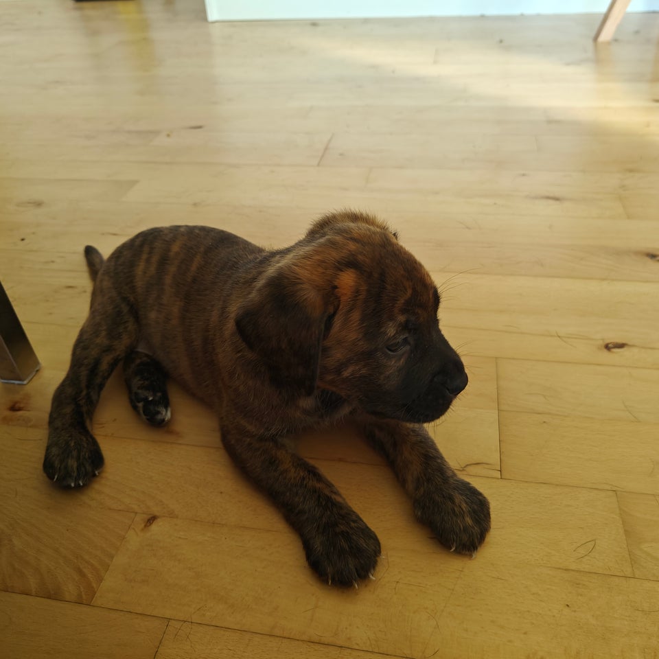 Lab/Dogue de Bordeaux , hvalpe, 6