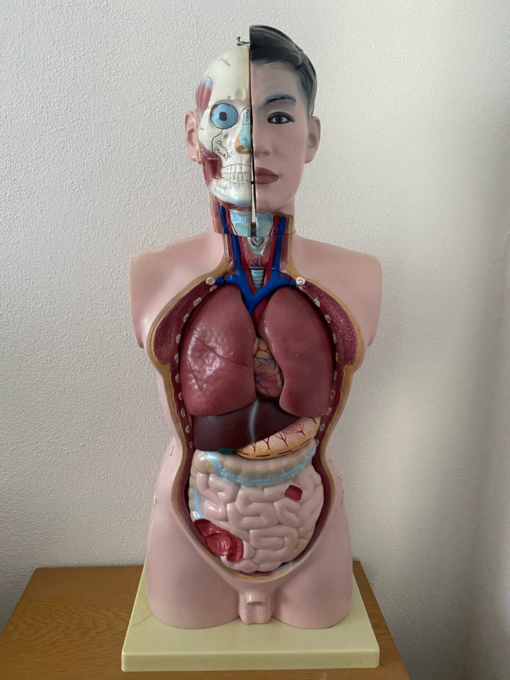 Samlefigurer, Anatomisk model