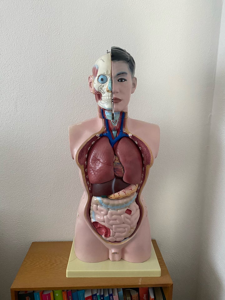 Samlefigurer, Anatomisk model