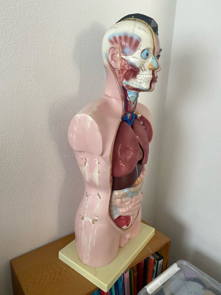 Samlefigurer, Anatomisk model