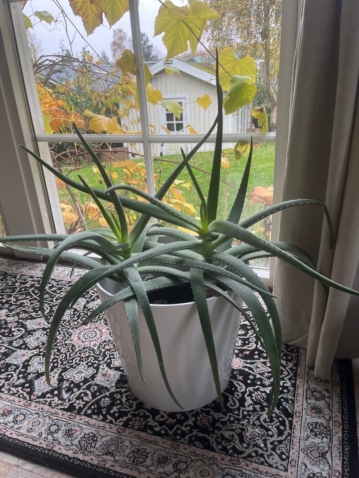 Stue plante, Aloe vera