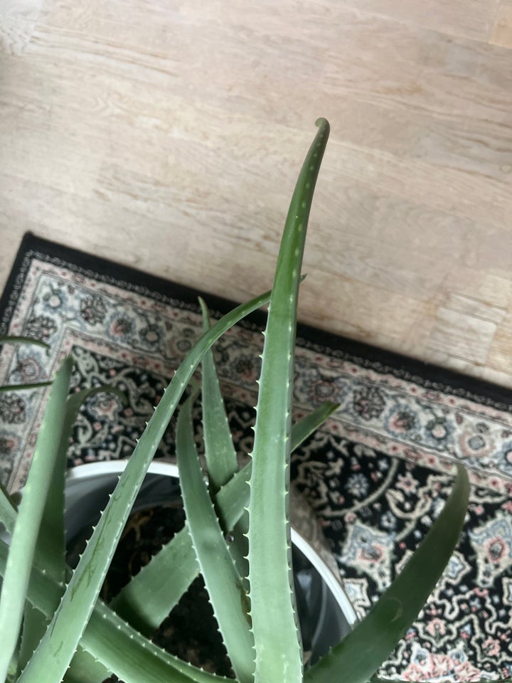 Stue plante, Aloe vera