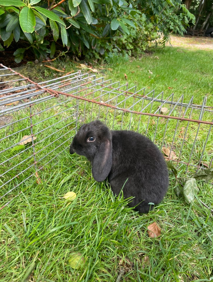 Kanin, Dværgvædder, 0 år