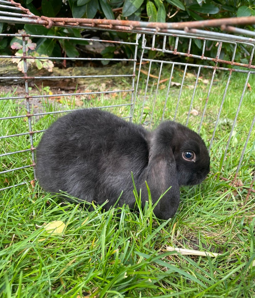 Kanin, Dværgvædder, 0 år