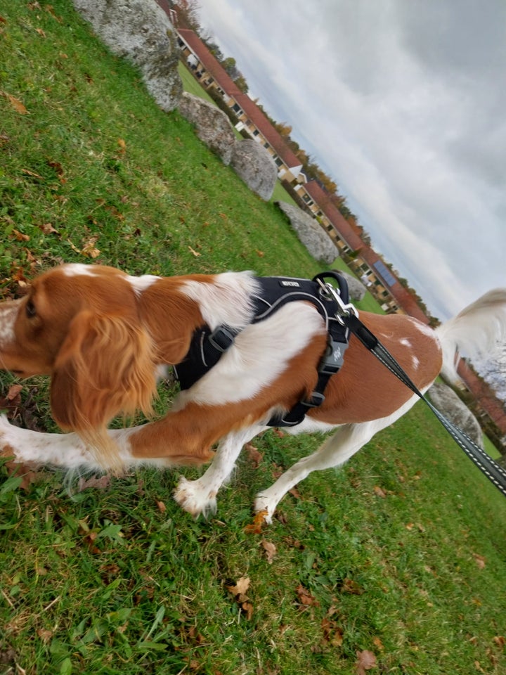 Cocker spaniel/Springet