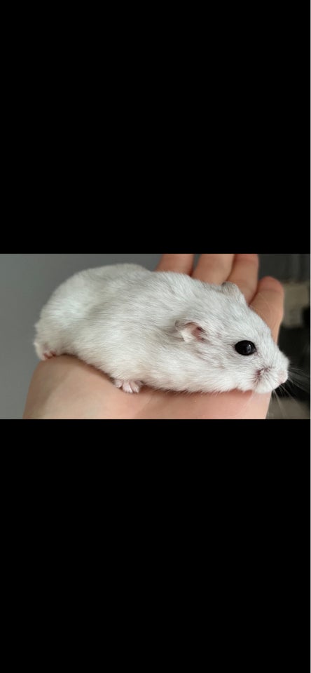 Hamster, Dværghamster, 0 år