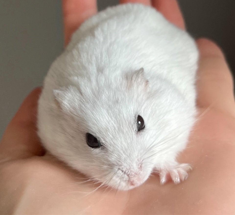 Hamster, Dværghamster, 0 år