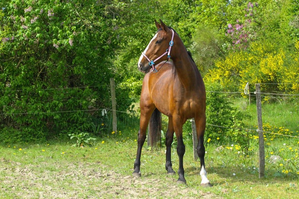 Dansk Varmblod, vallak, 12 år