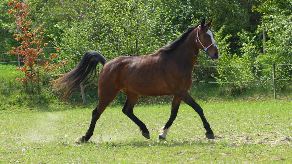 Dansk Varmblod, vallak, 12 år