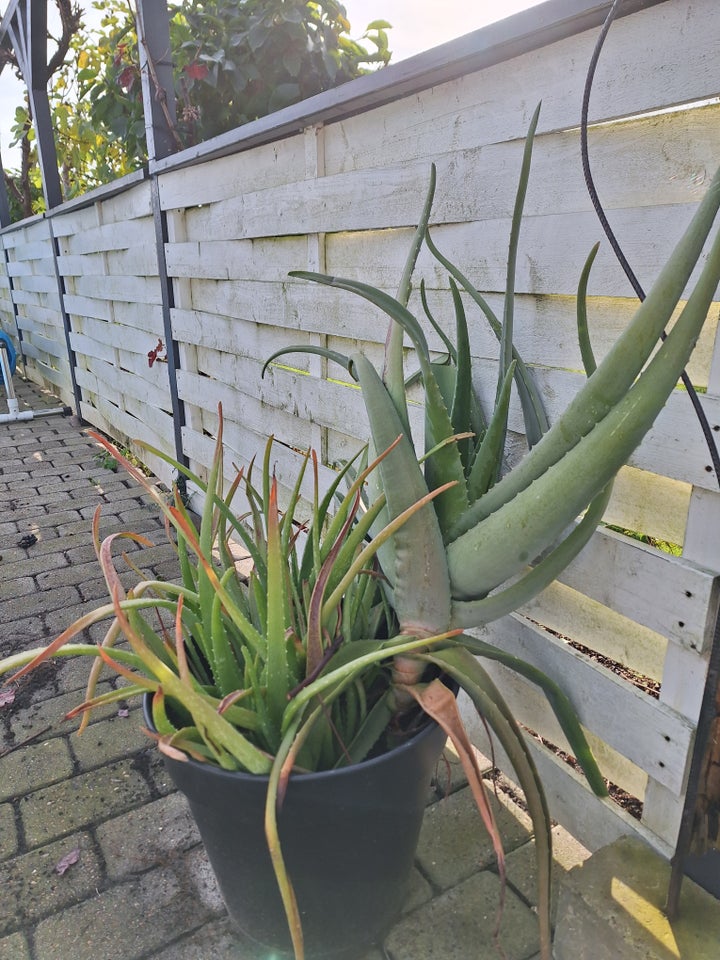 Aloe Vera