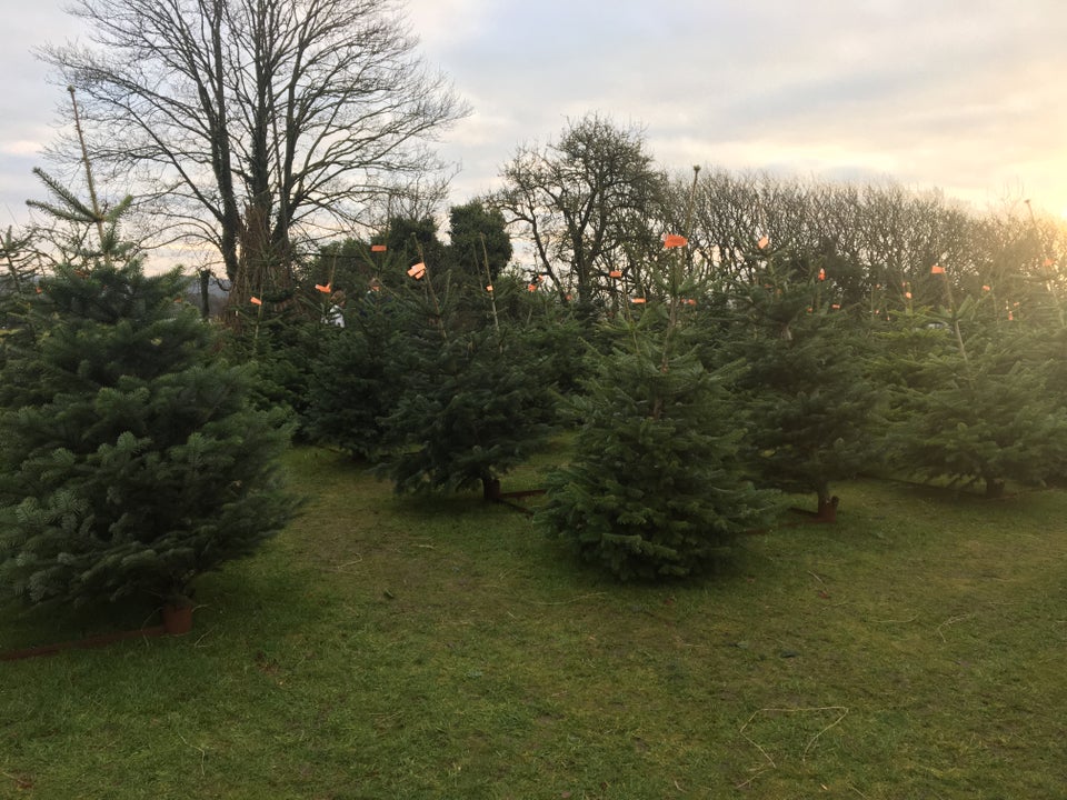 Juletræsfødder til stadeplads