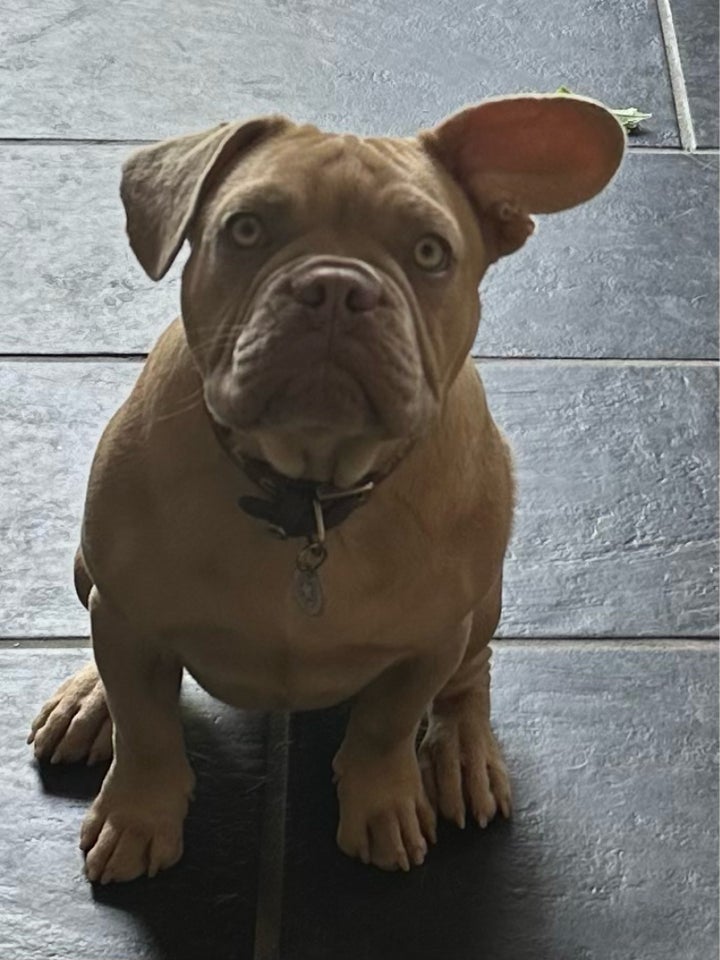 Fransk bulldog, hanhund, 12 mdr.