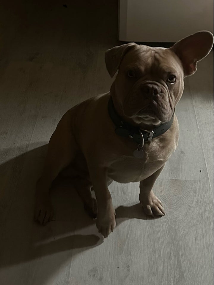 Fransk bulldog, hanhund, 12 mdr.