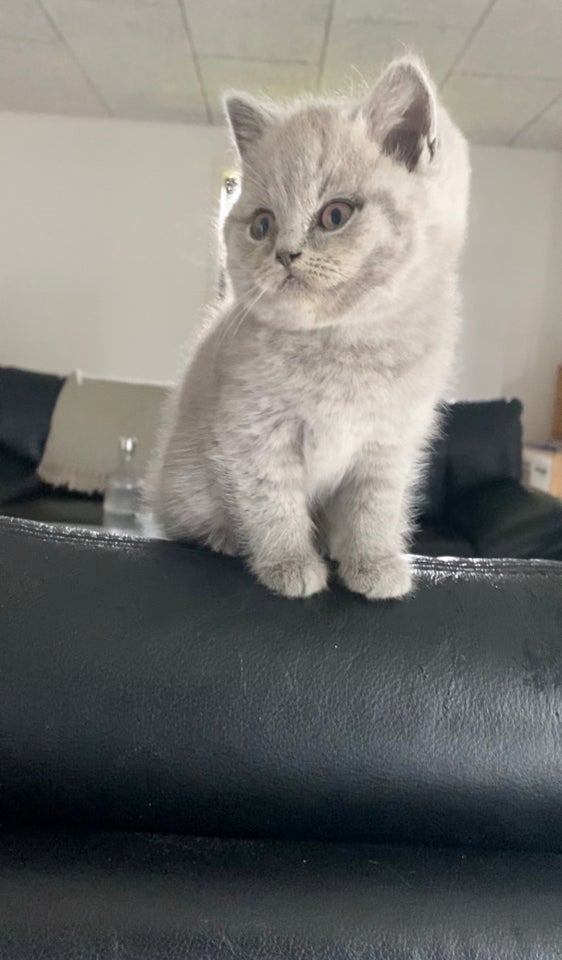 British Shorthair hankilling 8