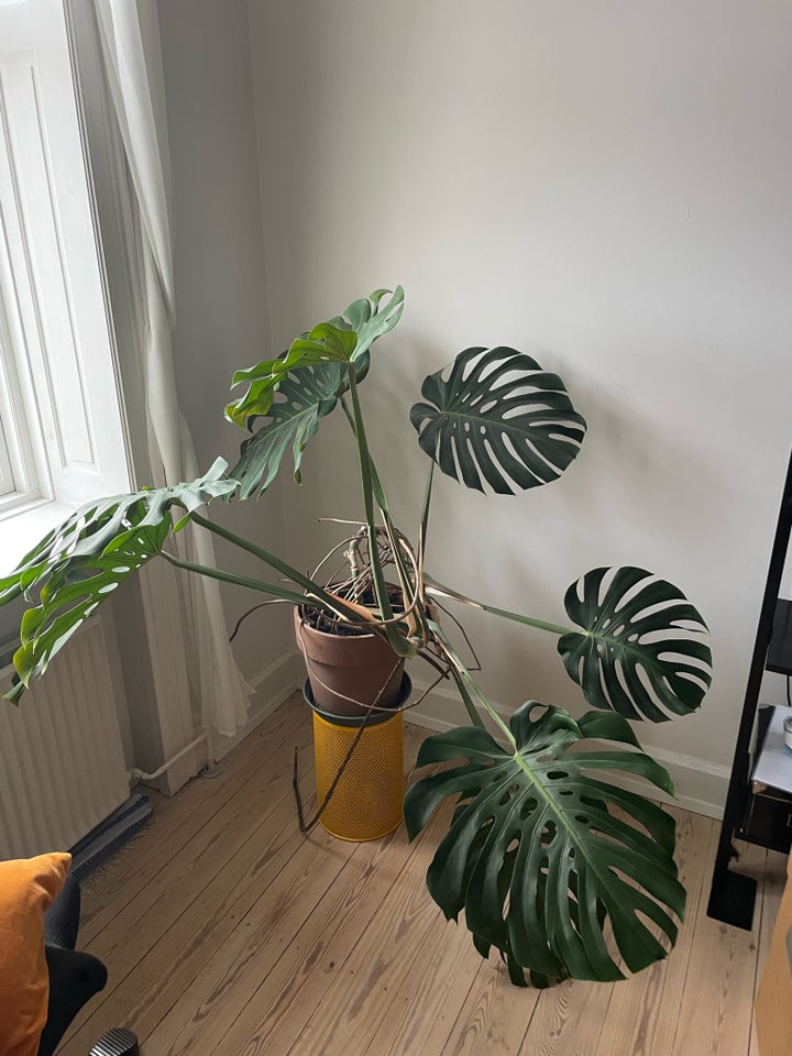 Stueplante, Monstera