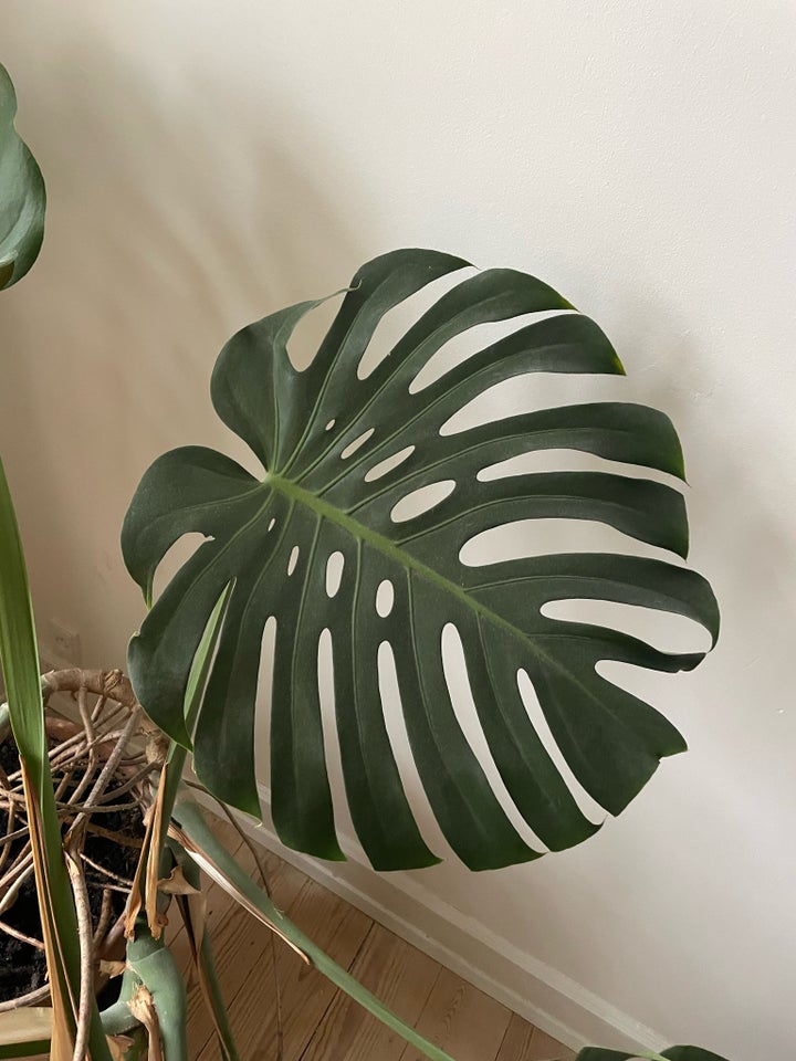 Stueplante, Monstera