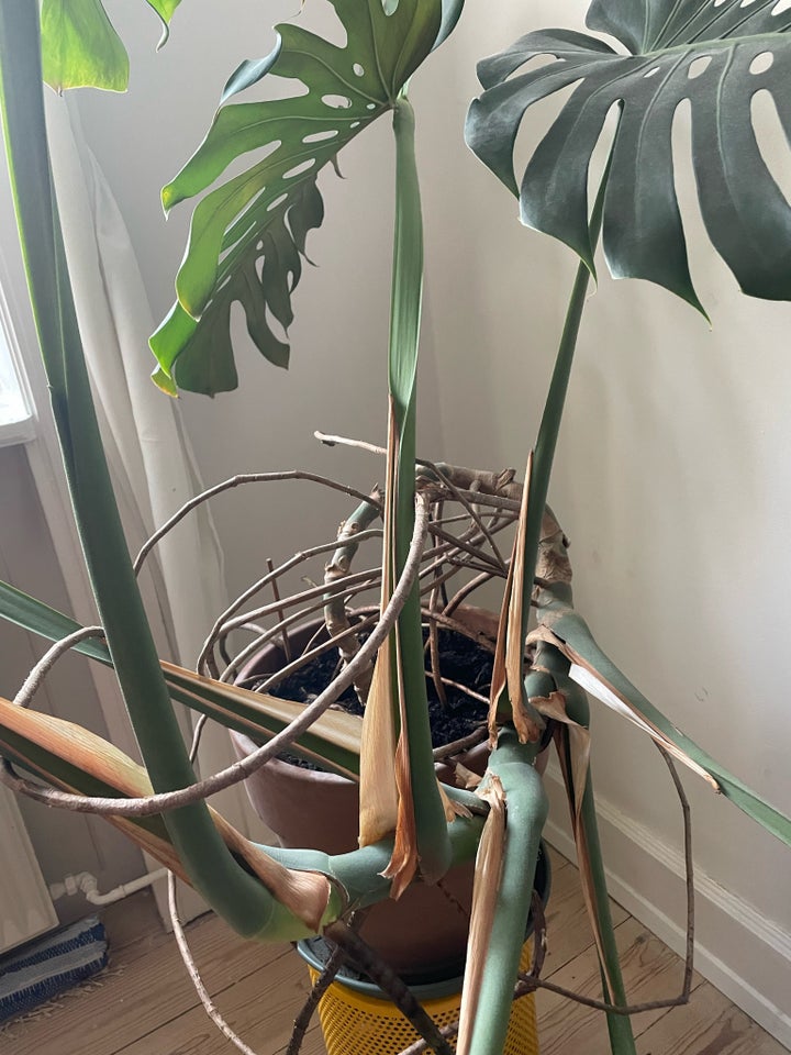 Stueplante, Monstera