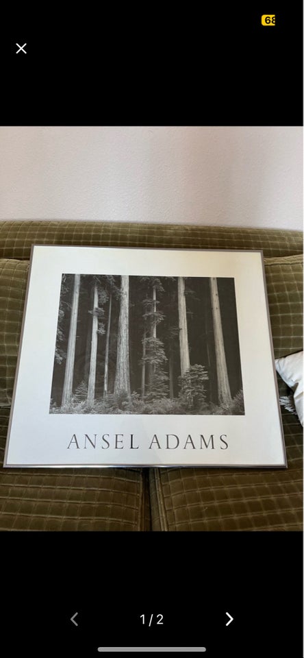 Plakat Ansel Adams motiv: Skov